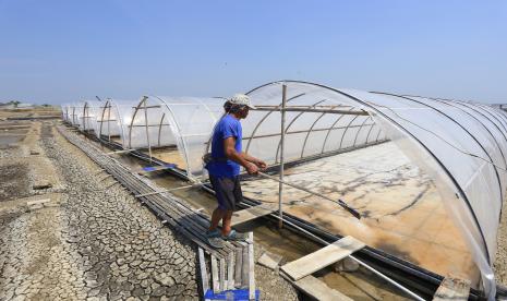 Petambak memanen garam dengan sistem tunel di desa Krangkeng, Indramayu, Jawa Barat, Selasa (26/7/2022). Para petambak di daerah tersebut mengaku produksi garam masih kurang maksimal akibat kondisi cuaca yang tidak menentu.