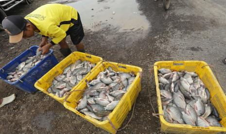 Petambak memanen ikan nila salin di Kampung Nila, Desa Wanantara, Sindang, Indramayu, Jawa Barat, Jumat (14/10/2022). Kementerian Kelautan dan Perikanan (KKP) terus memperkuat program pengembangan budi daya dengan komoditas unggulan berorientasi ekspor. 