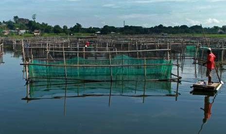 Petambak memanen ikan tawar di kawasan tambak Danau Antang, Kecamatan Manggala, Makassar, Sulawesi Selatan, Sabtu (19/11). 