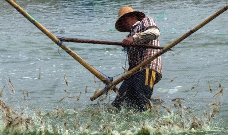 Petambak memanen udang (ilustrasi).