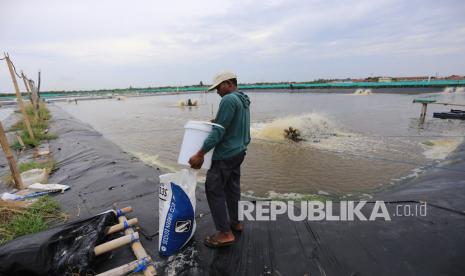 Petambak memberi pakan udang vanamei di areal tambak (ilustrasi). Pemerintah Provinsi Kalimantan Tengah berkomitmen melibatkan masyarakat lokal melalui Badan Usaha Milik Desa (BUMDes) dalam pengelolaan tambak udang.