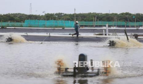 Petambak memberi pakan udang vaname. Pemerintah Kabupaten (Pemkab) Bangka Tengah, Provinsi Kepulauan Bangka Belitung (Babel), mulai mengembangkan pemberian pakan Udang Vaname dengan sistem digitalisasi.