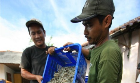 Petambak udang (ilustrasi) 