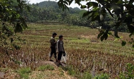 Petani