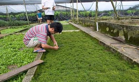 petani aquaponic