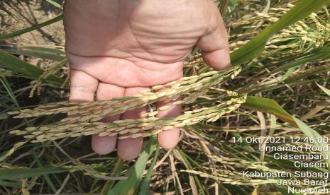 Petani asal Ciasem Subang mengeluh sawah mereka terkena serangan hama. Padi yang ditanam petani baru berumur 38 hari, terserang wereng dan penggerek batang sehingga petani terancam gagal panen.