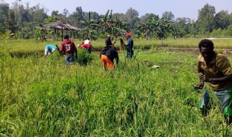 Petani Asmat panen perdana padi.