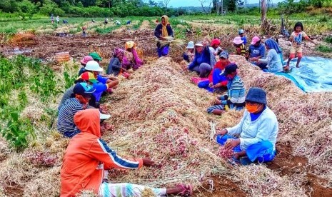 Petani bawang merah dengan panen raya.