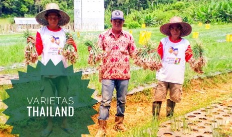 Petani bawang merah di Barito Timur menanam varietas dari Thailand