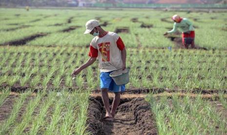 Petani bawang merah di Kabupaten Keerom, Papua (ilustrasi). Badan Pusat Statistik (BPS) merilis nilai tukar petani (NTP) pada bulan Juni 2021 mencapai 103,58 atau naik sebesar 0,19 persen (MtoM). Kenaikan terjadi karena indeks harga yang diterima petani (It) naik sebesar 0,01 persen, sedangkan indeks harga yang dibayar petani (Ib) sebesar 0,18 persen.