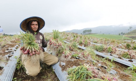 Petani bawang merah di Solok, Sumatra Barat, sedang panen raya.