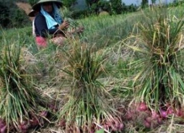 Petani Bawang Merah (Ilustrasi)