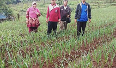 Petani bawang putih di Krucil Probolinggo