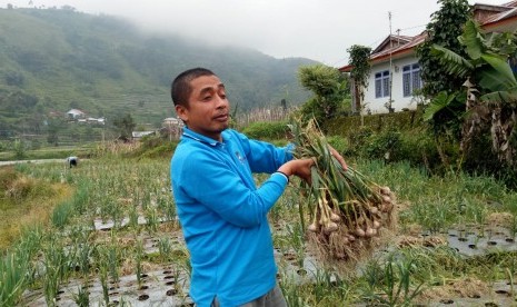 Petani bawang putih menikmati panen.