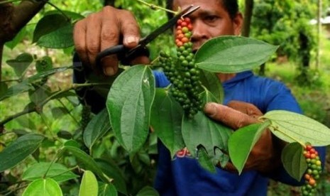 Petani Belitung memanen lada.