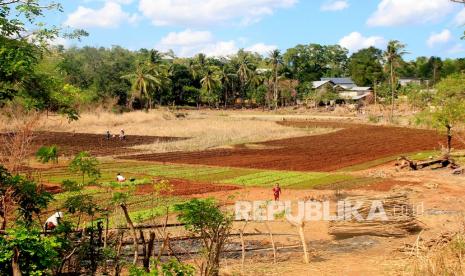 Petani beraktivitas di lahan yang sempat menjadi danau baru akibat siklon Seroja pada awal April 2021 lalu di Kelurahan Sikumana, Kota Kupang, NTT, Rabu (26/5/2021) (ilustrasi). Pemerintah Kabupaten Manggarai Barat membangun fasilitas lumbung pangan di Desa Siru, Kecamatan Lembor untuk mendorong ketahanan pangan di daerah tersebut.