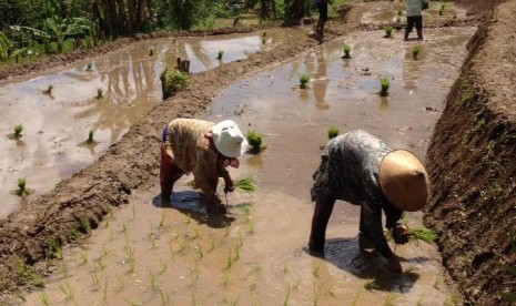 Petani bercocok tanam tanaman padi 