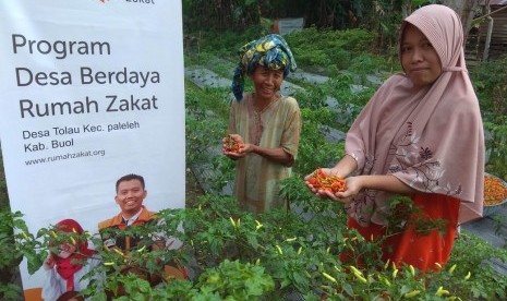 Petani Berdaya binaan Rumah Zakat di Desa Berdaya Desa Tolau Kec. Paleleh Kab. Buol  Sulawesi Tengah Panen cabai rawit.