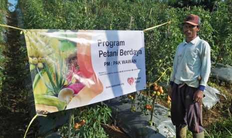 Petani Berdaya Rumah Zakat siap panen tomat.