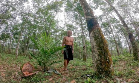 Petani berjalan di samping tanaman sawit yang disiapkan menggantikan tanaman karet di lahan perkebunan karet rakyat, Tempino, Mestong, Muarojambi, Jambi, Jumat (14/10/2022). Tim perumus harga Tandan Buah Segar (TBS) kelapa sawit Provinsi Jambi untuk periode 17-23 Februari 2023, menetapkan harga minyak sawit mentah (CPO) mengalami kenaikan Rp 139 per kilogram. 