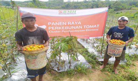 Petani binaan BMH Kaltim  di  Gunung Bubukan, Teritip, Balikpapan, panen tomat, Ahad (26/6).