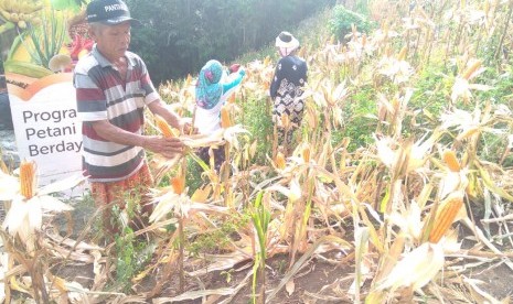 Petani binaan Rumah Zakat panen jagung kurang lebih 9 ton.