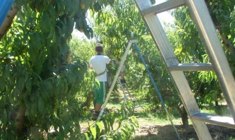 Petani buah di lembah Goulburn Valley di Victoria, Australia, hanya bisa mendapatkan 60 persen pemetik buah hingga pekan terakhir menjelang musim panen.