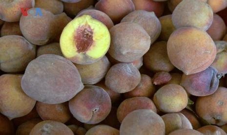 Petani buah persik atau peach di Georgia tahun ini alami gagal panen.