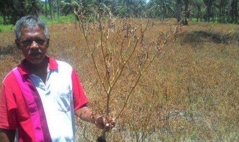 Petani champion cabai di Kulonprogo, Sukarman membantah matikan tanaman cabai miliknya. Tanaman cabai sudah melewati panen dan akan diganti dengan semangka.