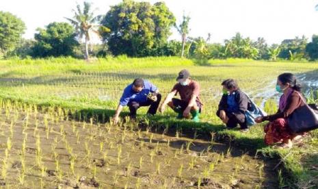 Petani dan penyuluh bergegas panen padi di penghujung Musim Tanam Pertama (MT I) pada Oktober - Maret (Okmar) untuk percepatan tanam pada MT II periode April - September (Asep).