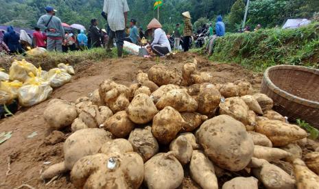 Petani Desa Sepakung, Kecamatan Banyubiru, Kabupaten Semarang memanen telo Mangul dari lahan persawahan Mangul, pada awal panen raya, Ahad (15/1). 