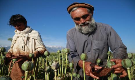 Petani di Afghanistan mengekstrak opium mentah dari bunga poppy di Provinsi Nangarhar, Afghanistan 12 Mei 2020. Obat-obatan terlarang adalah jalur kehidupan ekonomi bagi banyak warga Afghanistan.