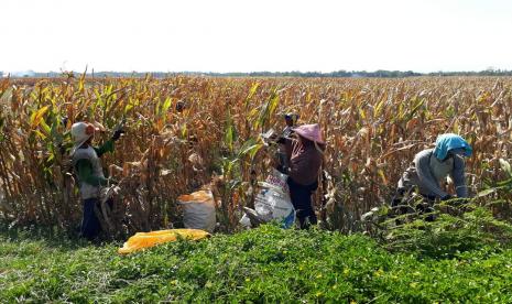 Petani di Balai Penyuluhan Pertanian (BPP) di Jember, Jawa Timur.