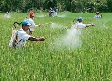 Petani di Banten tengah menggarap sawah.