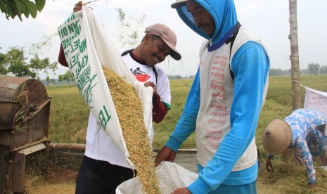 Petani di Blora memanen padi (ilustrasi).