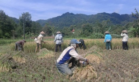 Petani di Desa Gemilang menggunakan pupuk organik.