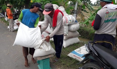 Petani di Desa Panyindangan Kulon, Kecamatan Sindang, Kabupaten Indramayu sedang menimbang gabah yang baru mereka panen, Kamis (28/3). Bulog Indramayu siap lakukan penyerapan maksimal untuk antisipasi anjloknya harga gabah.