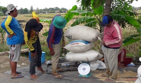 Petani di Desa Panyindangan Kulon, Kecamatan Sindang, Kabupaten Indramayu sedang menimbang gabah yang baru mereka panen.