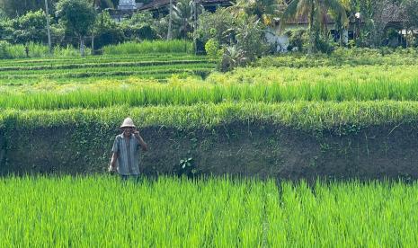 Petani di Desa Sidan, Kabupaten Gianyar, Bali, kini menikmati hasil panen dari pemupukan organik.