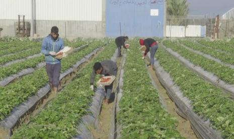 Petani di Gaza. Petani di Gaza menghadapi tantangan yang tak mudah dalam menghadapi gempuran produk pertanian Israel.