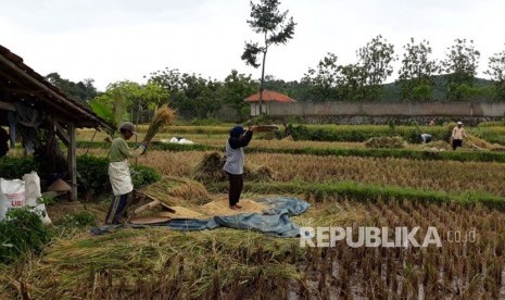 Petani di Kampung Ciseupan, Desa Ciracas, Kecamatan Kiarapedes, Kabupaten Purwakarta, sedang panen raya, Selasa (17/1). Saat ini harga gabah di wilayah tersebut masih cukup tinggi, mencapai Rp 6.500 per kilogram dalam kondisi kering. 