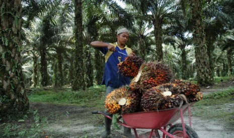 Petani di kebun kelapa sawit. Pemerintah akan membangun pabrik minyak makan merah berbasis koperasi untuk membantu para petani sawit mengoptimalkan produksinya. (Ilustrasi)