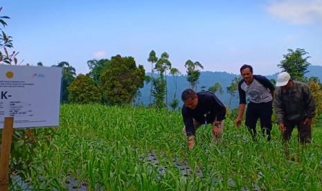 Petani di Kecamatan Pujon Malang, Jawa Timur melakukan kemitraan dengan importir.