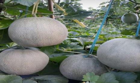 Petani di Kecamatan Surade, Kabupaten Sukabumi memperlihatkan hasil panen buah melon, Selasa (20/4)