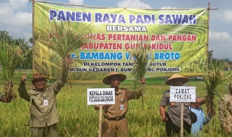 Petani di Kelompok Tani (Poktan) Sido Guyub, Gedaren, Sumbergiri, Ponjong yang justru saat ini ramai-ramai melaksanakan panen raya musim tanam ke tiga atau tanam di musim kemarau.