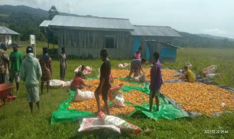 Petani di Manokwari bercocok tanam dan mengelola hasil tanaman.