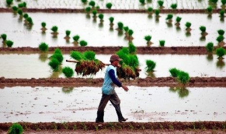 Petani di persawahan di Weleri, Kendal, Jateng, Senin (29/12).