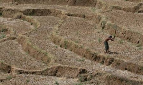 Petani di sawah yang alami kekeringan.