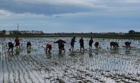 Petani di wilayah Hamhung, Korea Utara, sedang menanam benih padi di sawah berlumpur.