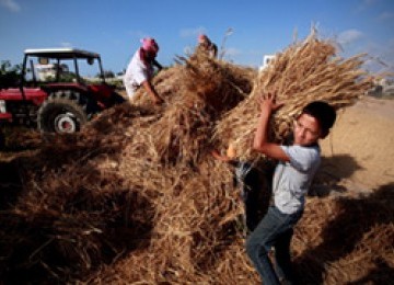 Petani Gaza